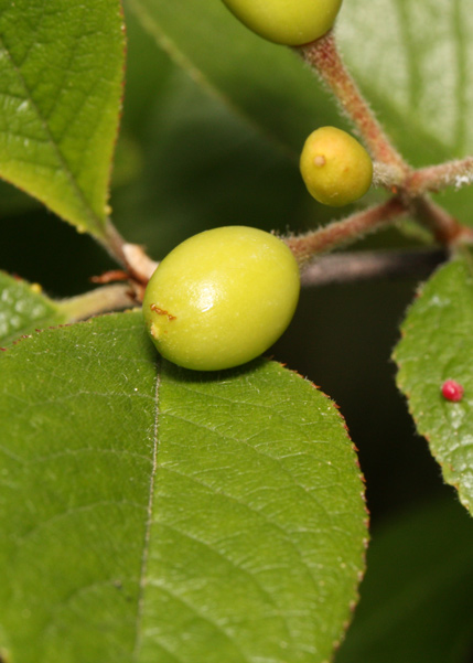 Four green cherries