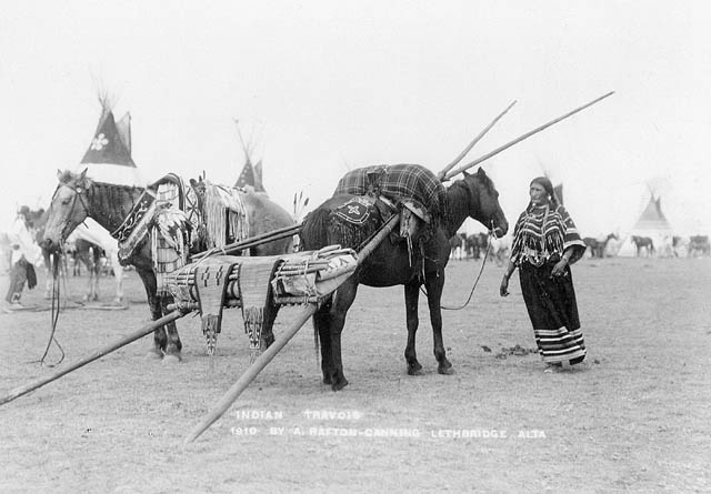 Two horses, one with a pole travois, ready for a full-dress parade