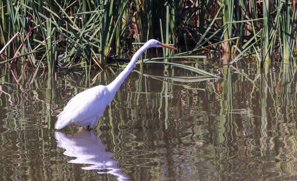 Large white bird with long legs