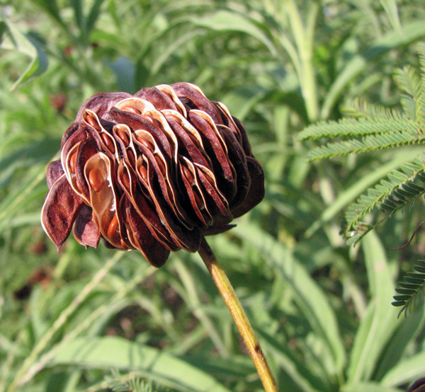 Fern-like plant with a ripe and open pod