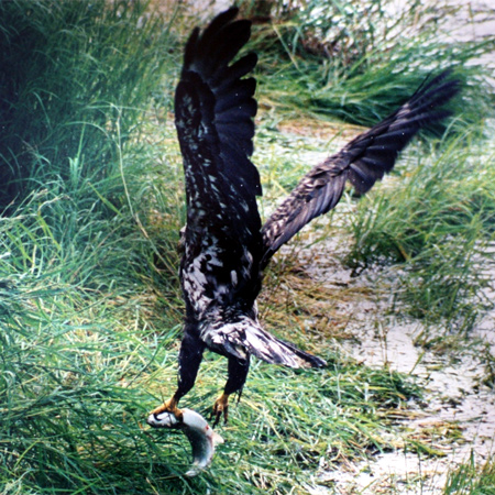 An eagle lands with a fish