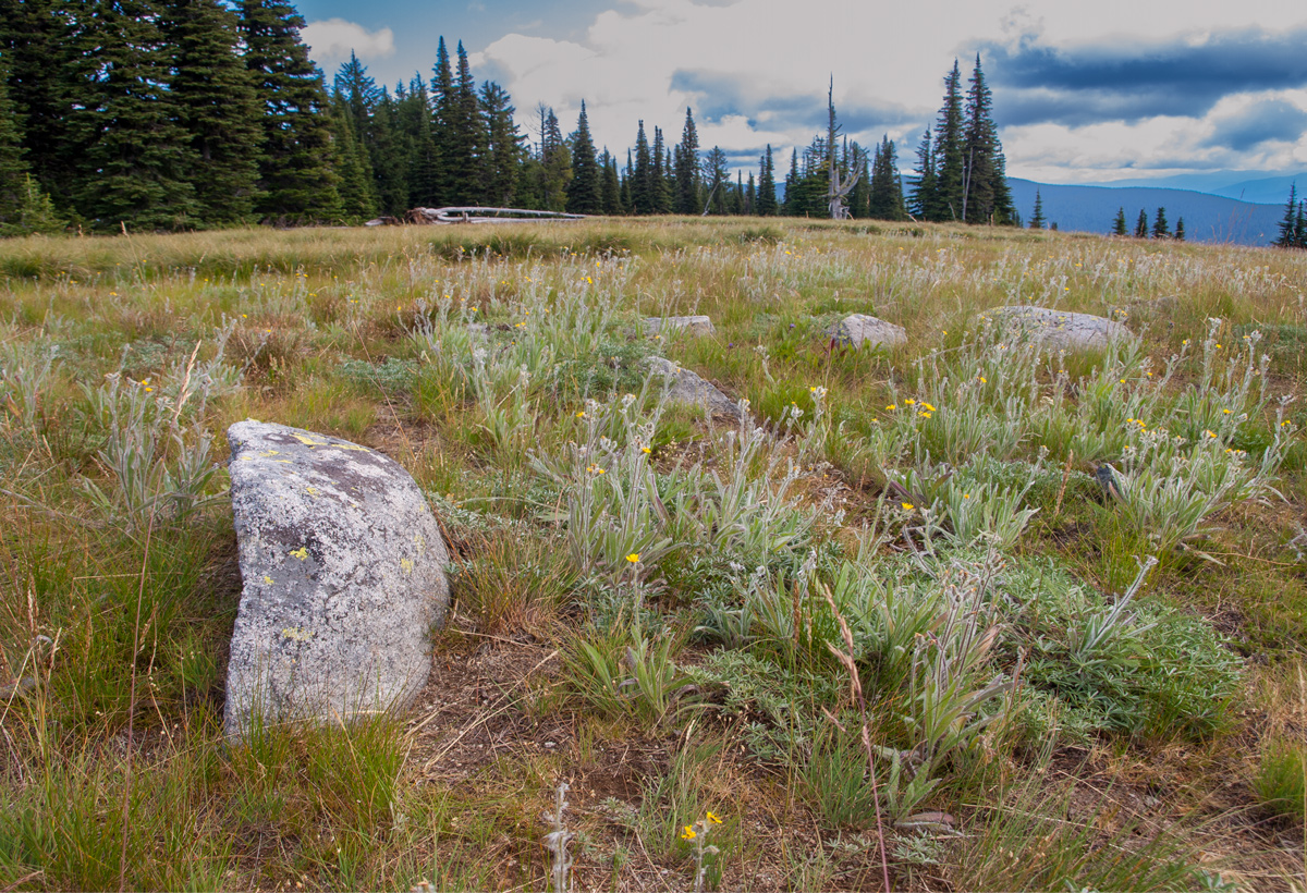 Grasses and succulent plants grow atop a rounded mountain peak