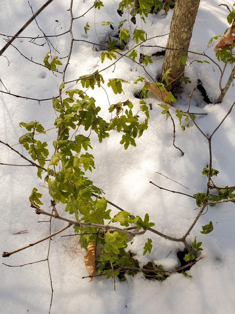 American climbing fern with small green 'leaves' thriving in the snow