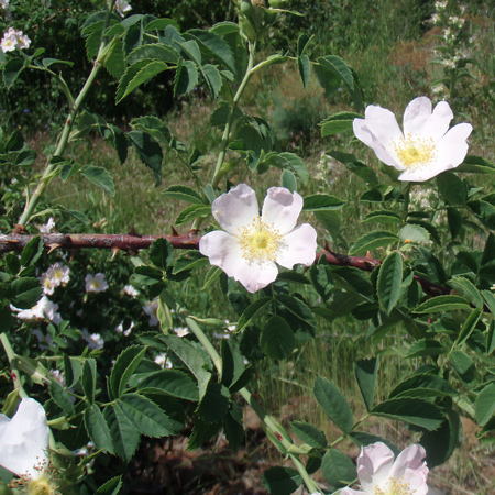 Bush with white flowers