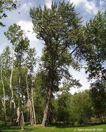 photo: Cottonwood grove